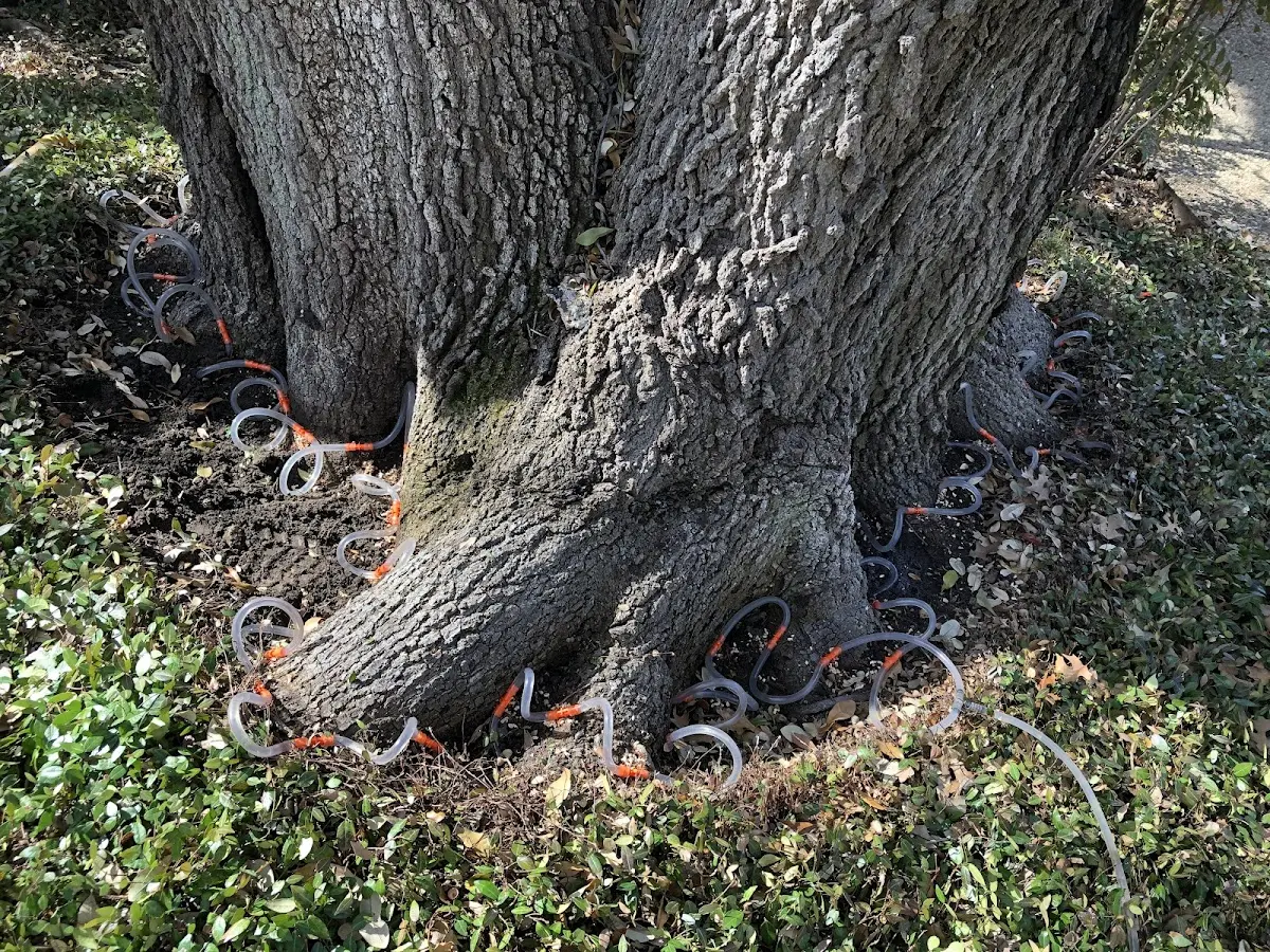 Detailed Tree Cabling and Bracing job site in Faber
