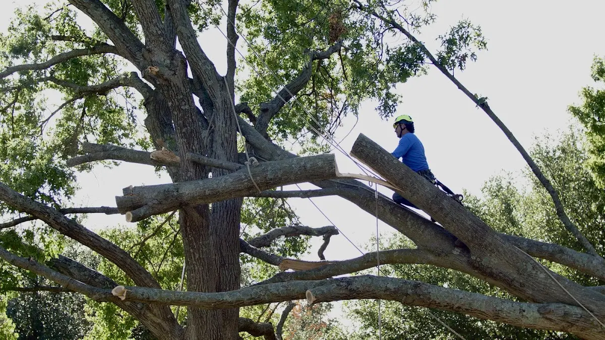 Professional Hazardous Tree Removal performed by certified arborists in Faber